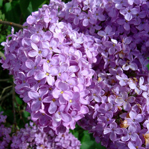 라일락블로썸(양키타입) Lilac Blossoms - Yankee Type 캔들/디퓨저전용향